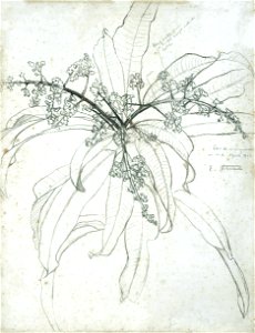 EliseuVisconti-D821-Flor de mangueira