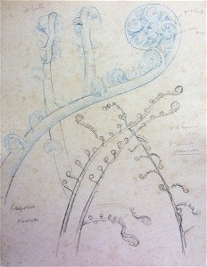 EliseuVisconti-D951-Broto de samambaia – Estudo