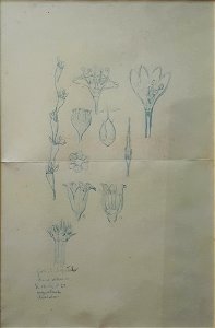 EliseuVisconti-D954-Flores – Estudo