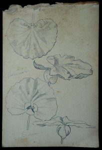 EliseuVisconti-D967-Folhas – Desmembrado de um caderno de anotações