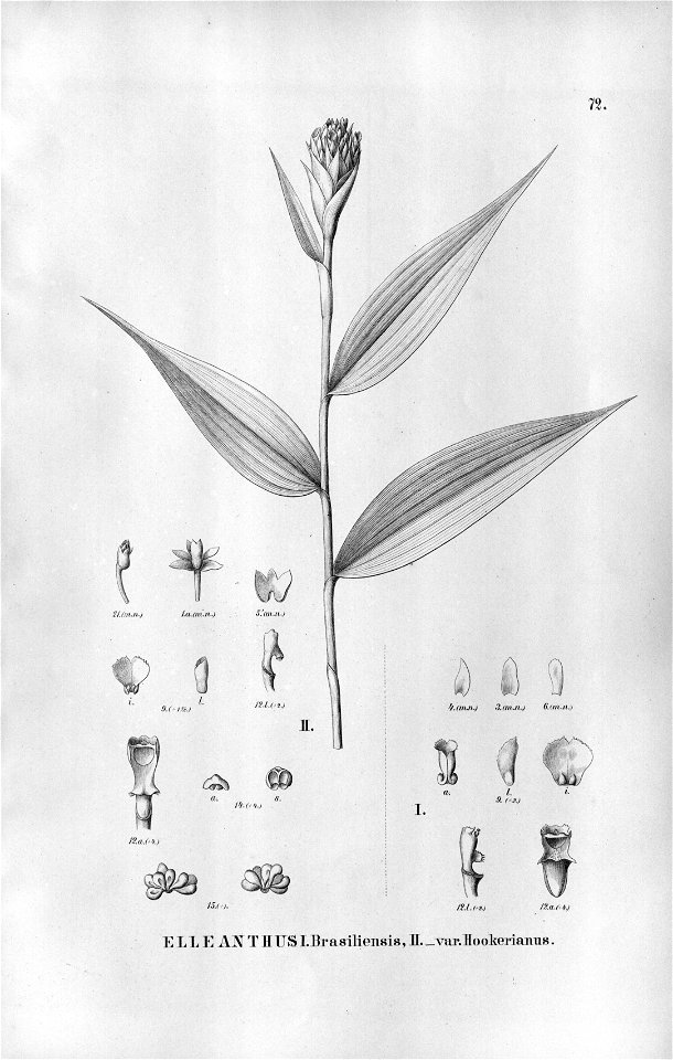 Elleanthus brasiliensis - Fl.Br.3-5-72. Free illustration for personal and commercial use.