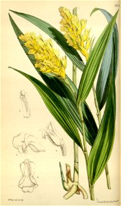 Elleanthus longibracteatus (as Elleanthus xanthocomus) - Curtis' 99 (Ser. 3 no. 29) pl. 6016 (1873)