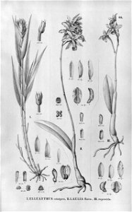 Elleanthus crinipes - Cattleya crispata (as Laelia flava) - Cattleya rupestris (as Laelia rupestris) - Fl. Br.3-5-066