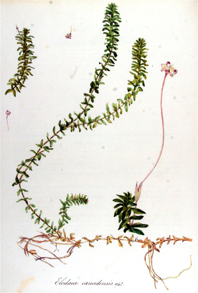 Elodaea canadensis — Flora Batava — Volume v12