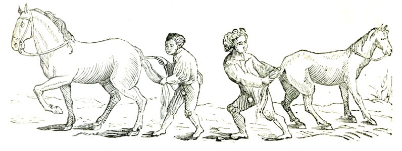 Elogio della pazzia 063