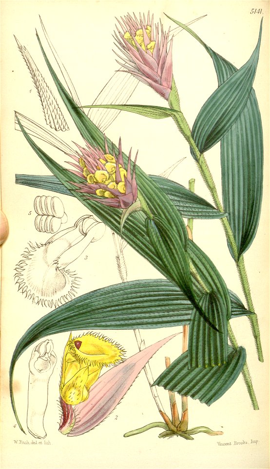 Elleanthus caravata (as Evelyna caravata) - Curtis' 85 (Ser. 3 no. 15) pl. 5141 (1859)