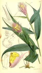 Elleanthus caravata (as Evelyna caravata) - Curtis' 85 (Ser. 3 no. 15) pl. 5141 (1859)