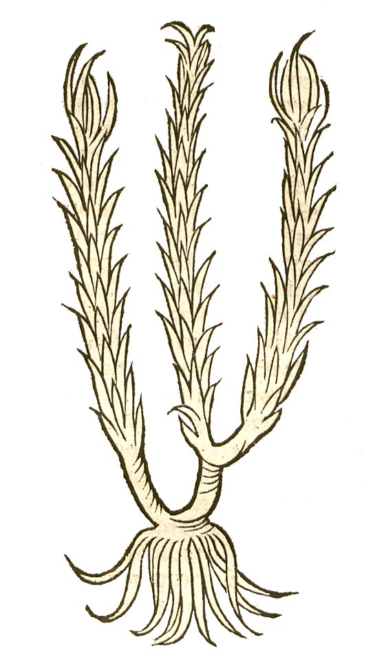 Elleborus Hortus