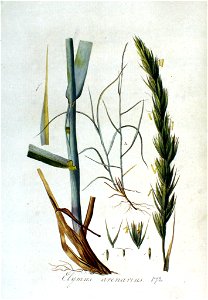 Elymus arenarius — Flora Batava — Volume v3