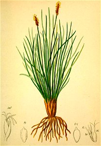 Elyna spicata Atlas Alpenflora