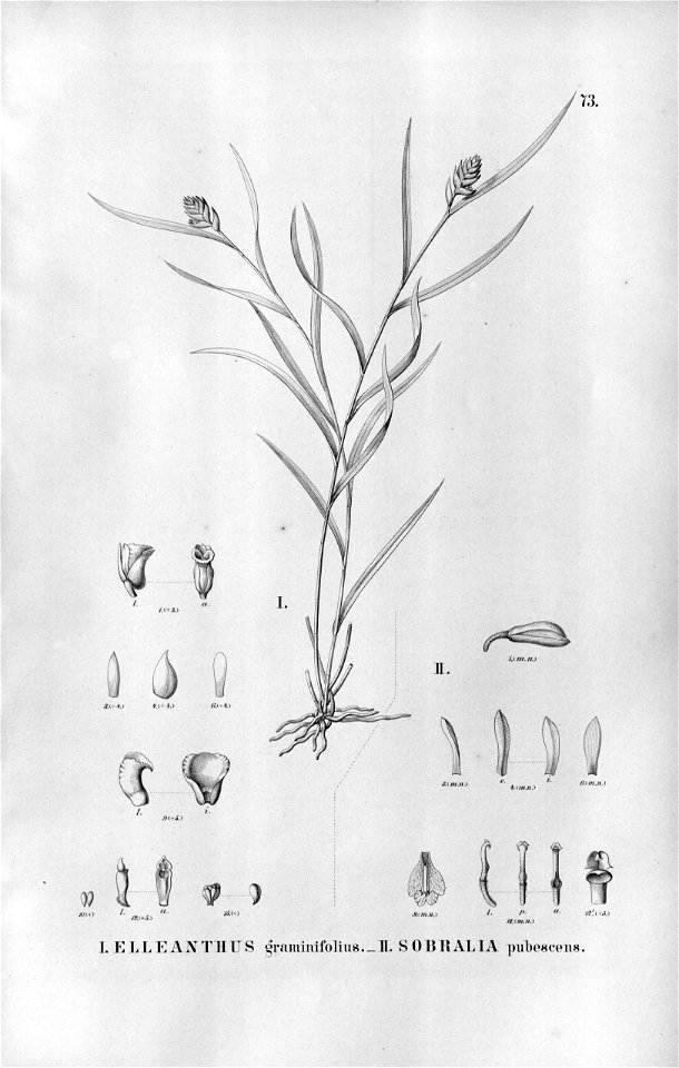 Elleanthus graminifolius - Palmorchis pubescentis (as Sobralia pubescens) - Fl.Br.3-5-073. Free illustration for personal and commercial use.