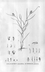 Elleanthus graminifolius - Palmorchis pubescentis (as Sobralia pubescens) - Fl.Br.3-5-073. Free illustration for personal and commercial use.