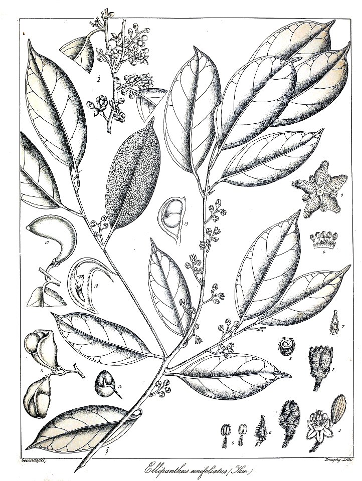 Ellipanthus unifoliatus Govindoo