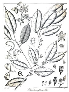 Ellipanthus unifoliatus Govindoo
