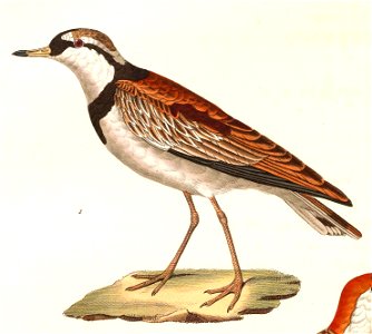 Elseyornis melanops 1838