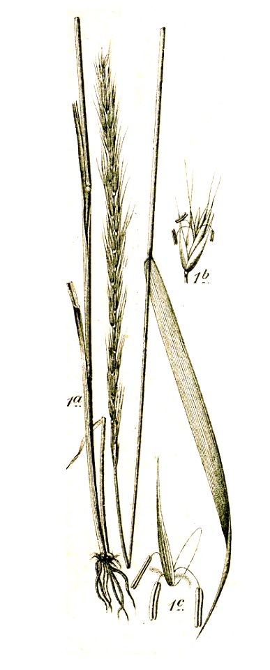 Elymus caninus illustration (02)