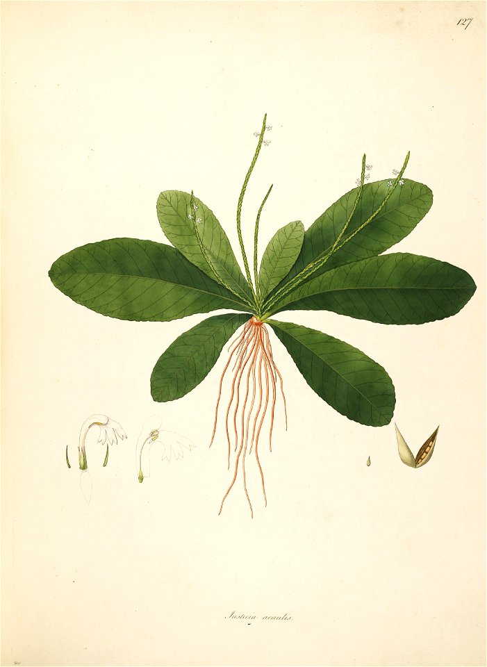 Elytraria nodosa Roxburgh 1798 2-127