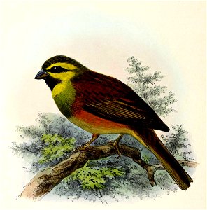 Emberiza cirlus 1873