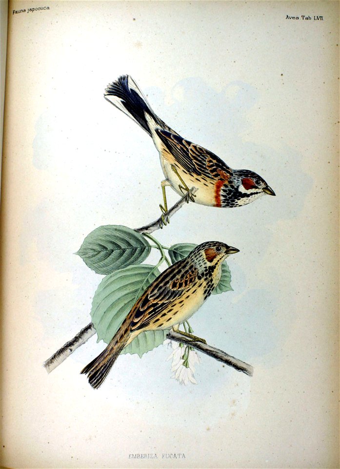 Emberiza fucata Fauna Japonica