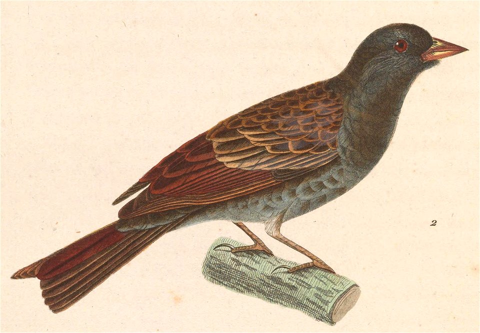 Emberiza elegans summer 1838