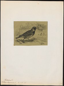 Emberiza lapponica - 1700-1880 - Print - Iconographia Zoologica - Special Collections University of Amsterdam - UBA01 IZ16100299