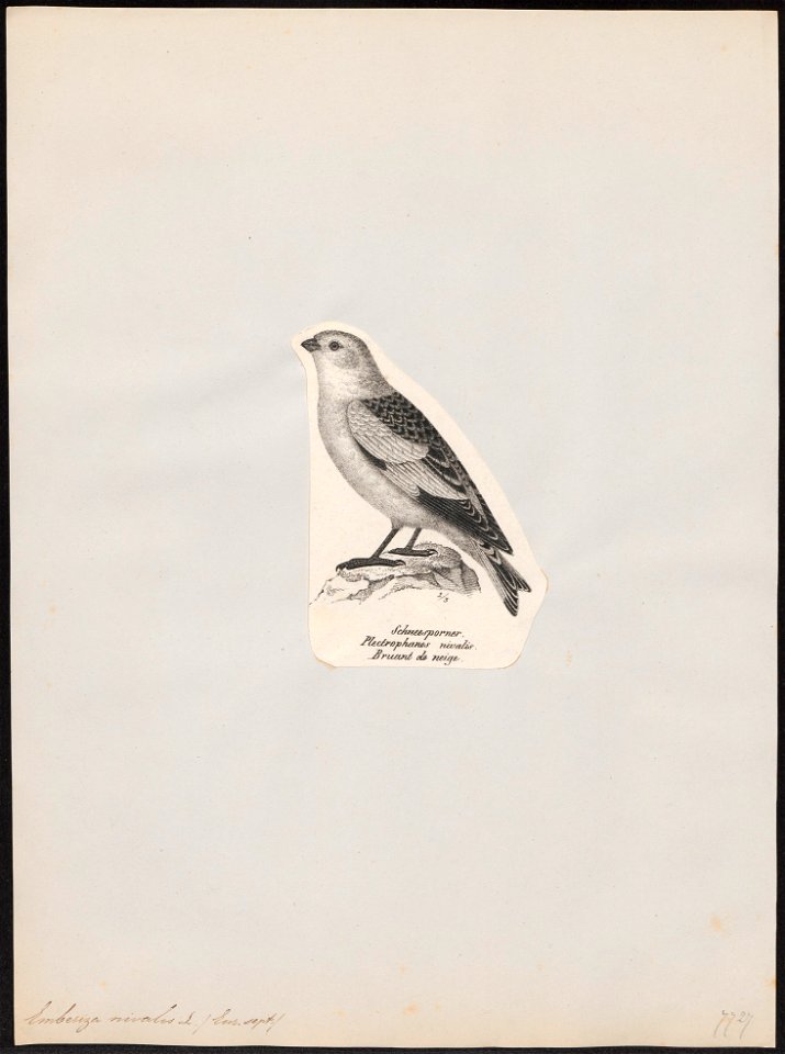 Emberiza nivalis - 1809-1845 - Print - Iconographia Zoologica - Special Collections University of Amsterdam - UBA01 IZ16100293