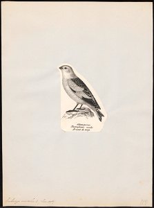Emberiza nivalis - 1809-1845 - Print - Iconographia Zoologica - Special Collections University of Amsterdam - UBA01 IZ16100293