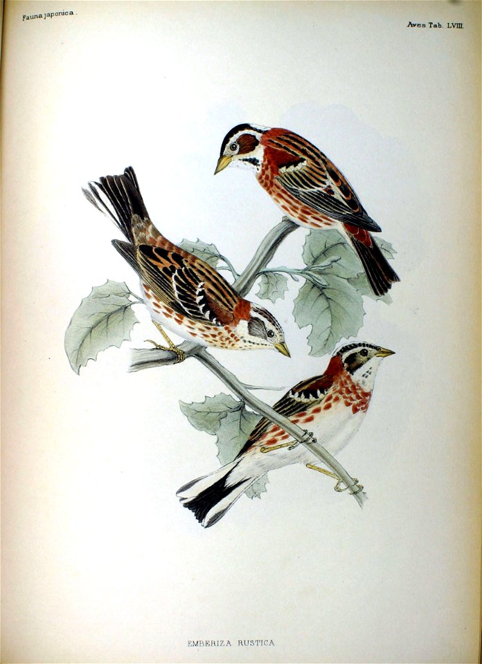 Emberiza rustica Fauna Japonica