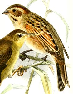 Emberiza schoeniclus pyrrhulina 1876