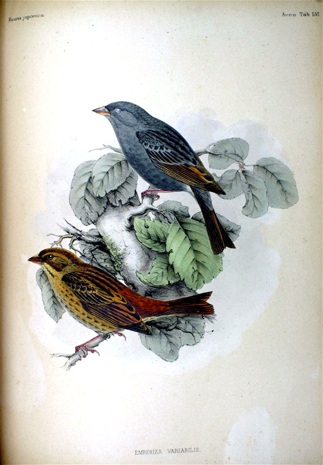 Emberiza variabilis Fauna Japonica