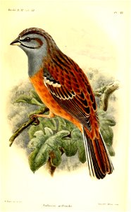 EmberizaGodlewskiHart