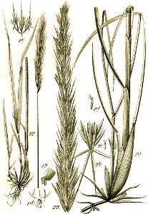 Elymus spp Sturm56