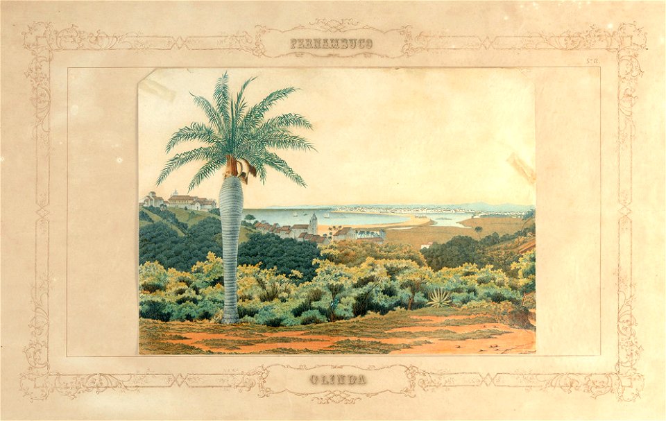Emil Bauch - Olinda