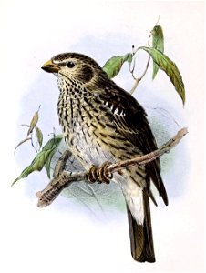 Emberiza calandra 1873