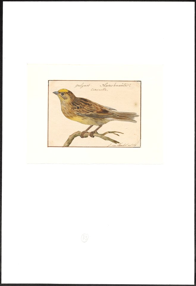 Emberiza citrinella - 1753-1834 - Print - Iconographia Zoologica - Special Collections University of Amsterdam - UBA01 IZA1000268