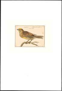 Emberiza citrinella - 1753-1834 - Print - Iconographia Zoologica - Special Collections University of Amsterdam - UBA01 IZA1000268. Free illustration for personal and commercial use.