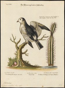 Emberiza nivalis - 1700-1880 - Print - Iconographia Zoologica - Special Collections University of Amsterdam - UBA01 IZ16100295