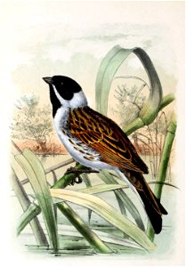 Emberiza schoeniclus 1873