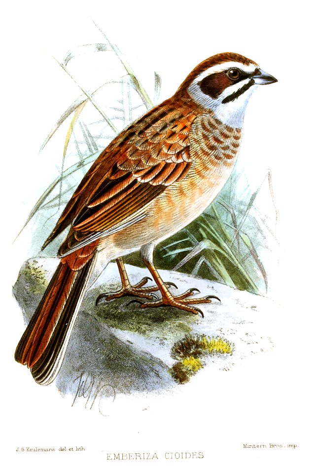 EmberizaCioidesKeulemans