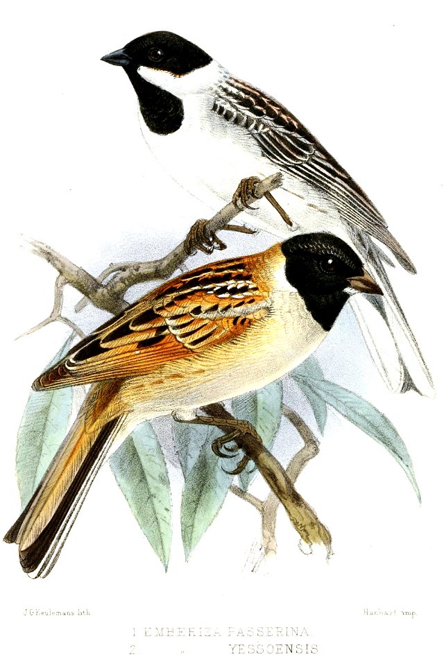 EmberizaKeulemans