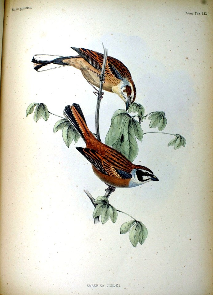 Emberiza cioides Fauna Japonica