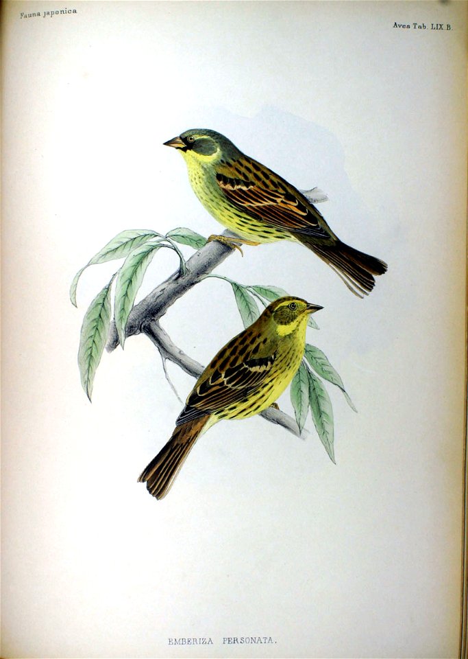 Emberiza personata Fauna Japonica