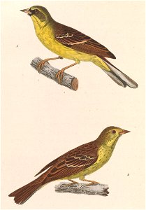 Emberiza spodocephala personata 1838