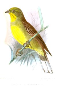 EmberizaCitriniventrisKeulemans