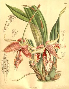 Embreea rodigasiana (as Stanhopea rodigasiana) - Curtis' 126 (Ser. 3 no. 56) pl. 7702 (1900)