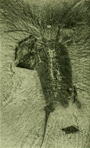 Emeraldella brocki USNM PAL 136439