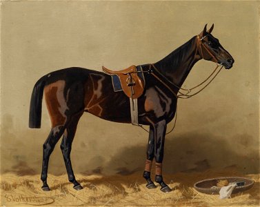 Emil Volkers Gesatteltes Sportpferd 1895 img01