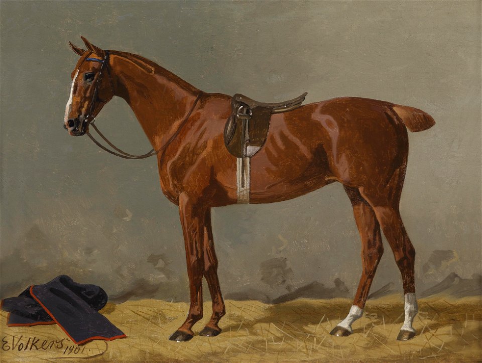 Emil Volkers Brauner gesattelt im Stall 1901