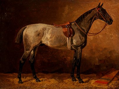 Emil Volkers Grauer Schimmel im Stall 1909