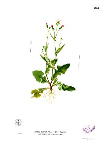 Emilia sonchifolia Blanco2.282